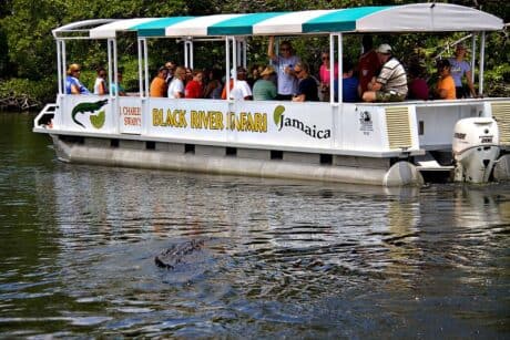 Black River Safari Experience